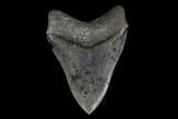 Serrated, Fossil Megalodon Tooth - Excellent Tip #95495-2